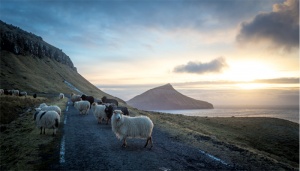 A Feröer-szigetek juhai
